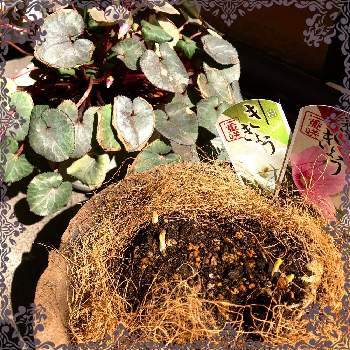シクラメン プラチナリーフ アフロディーテの画像 by ニコちゃんさん | エントランスと桔梗とシクラメン プラチナリーフ アフロディーテと幸せ♡と癒やしとありがとう❤️と春の訪れと植え替えとおうち園芸と元気もらえると埼玉と元気に育ててますよと新芽と鉢植えで。と冬越し成功と花のあるくらし