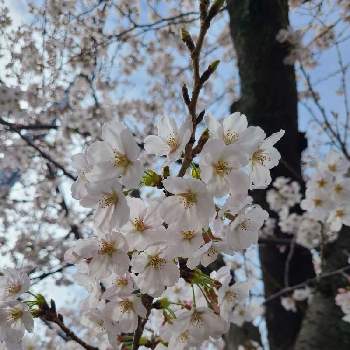 小春日和の画像 by チョビ君さん | お出かけ先とさくら サクラ 桜と8分咲きと小春日和とさくら