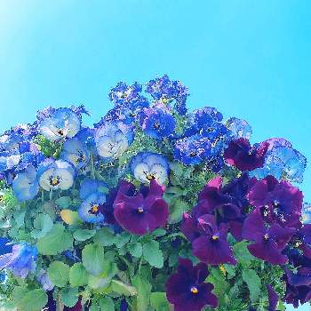 春を見つけたの画像 by tanoさん | パンジー・ビオラとお祝いpicとチーム・ブルーNo.124と春を見つけたとチーム岐阜と青い花と雲仲間と美しいとＧＳの皆様に感謝と上を向いて歩こうと㊗️トリトンさん6000picとお出掛け先と㊗️くまるさん700picと可愛いと青い花マニアとチーム・ブルーとモリコロパークと綺麗だなぁと優しい気持ちと(祝)チーム・ブルー2周年と青い花とその葉を写そう！2022