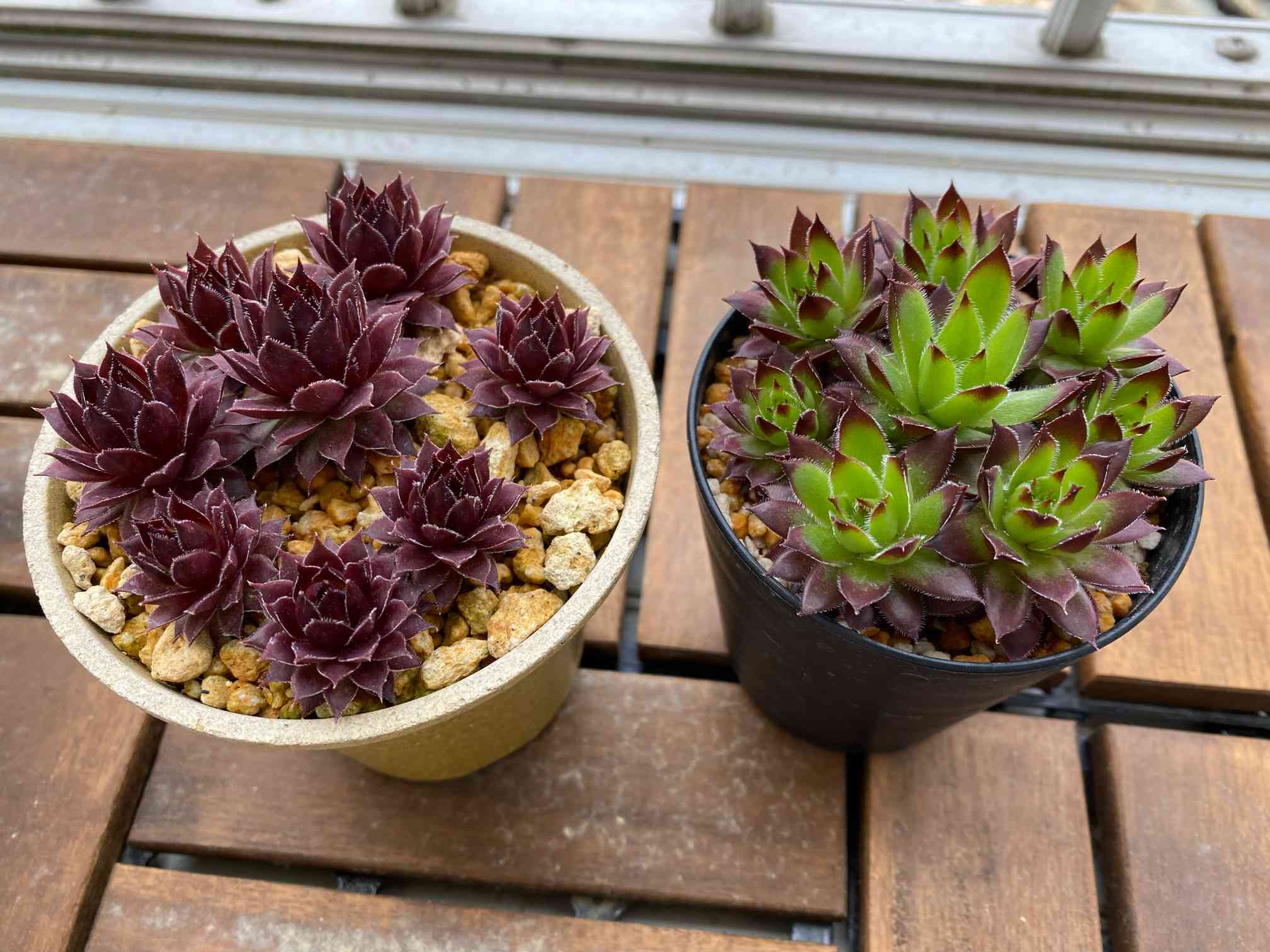 センペルビウム　ファイヤーバード ファイヤーバード(センペルビウム)去「2020花メンガーデン」の