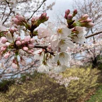 感謝♪の画像 by ゆう☆さん | お出かけ先とソメイヨシノと@丸山城址公園と青い空♪とがんばれ♡と@神奈川とわくわく♡とかわいい♡と緑の葉っぱとHave a nice day!とピンク❤︎ピンクと朝散歩♪とiphoneSEと桜(さくら)リレーと感謝♪とわんこ散歩♪と通りすがり♪といいお天気♪とありがとう♪と元気だね♪と咲いた！