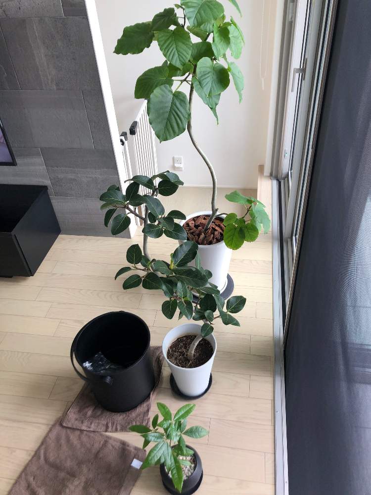 初栄養剤 Greensnap グリーンスナップ