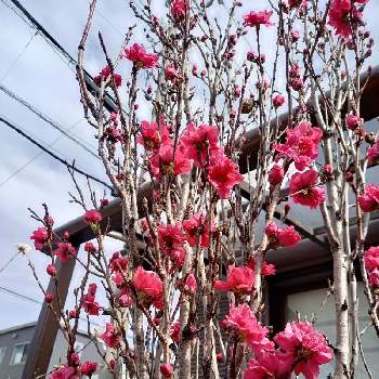 GS依存症の画像 by 雪花子さん | 小さな庭と花桃と癒される♡とうれしいな♡とありがとう♡とLove & PeaceとGSのみなさんに感謝♡とGS依存症と花に癒されると花のある暮らし