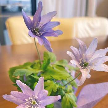 おもてなしの花の画像 by さとりんさん | イチリンソウとありがとう♡とおもてなしの花と石川県とお誕生日プレゼントと山野草と紫の花とおめでたいと日本料理店