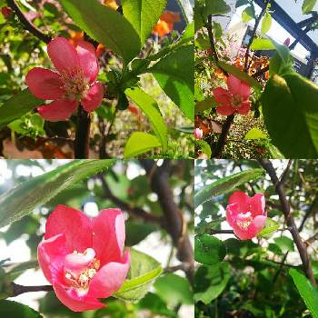 花梨の画像 by M Yamamiさん | 小さな庭と花梨とおうち園芸と今日の一枚と今日のお花と鉢植えと成長記録と花のある暮らしと咲いた！