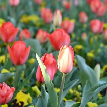きいろのお花の画像 by ゆさん | お出かけ先とビオラとチューリップと赤い花と花のある暮らしと春の訪れときいろのお花