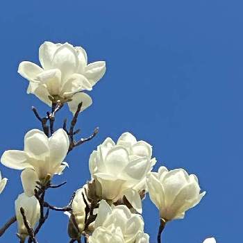香りのある花の投稿画像一覧 Greensnap グリーンスナップ