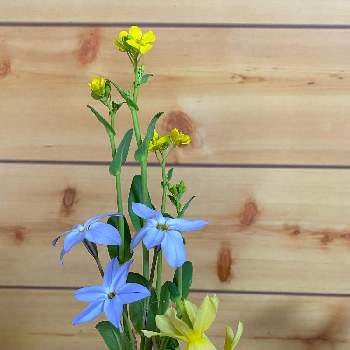 香りのある花の投稿画像一覧 Greensnap グリーンスナップ