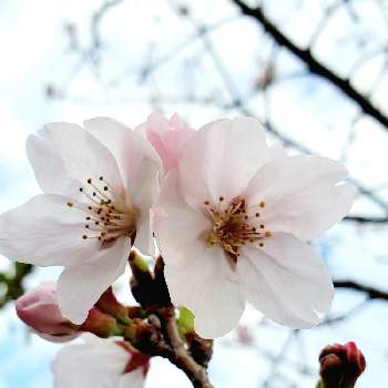 そめいよしのの画像 by ノースポールさん | 小さな庭と今年の桜とはるのはなとはなのある暮らしとそめいよしのとさくら