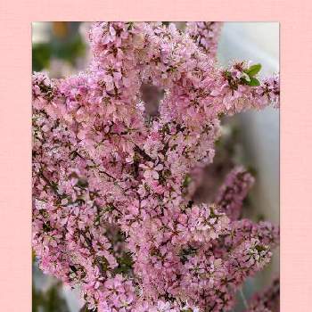 庭梅の花の画像 by ライラックさん | 広い庭と庭梅の花とおうち園芸