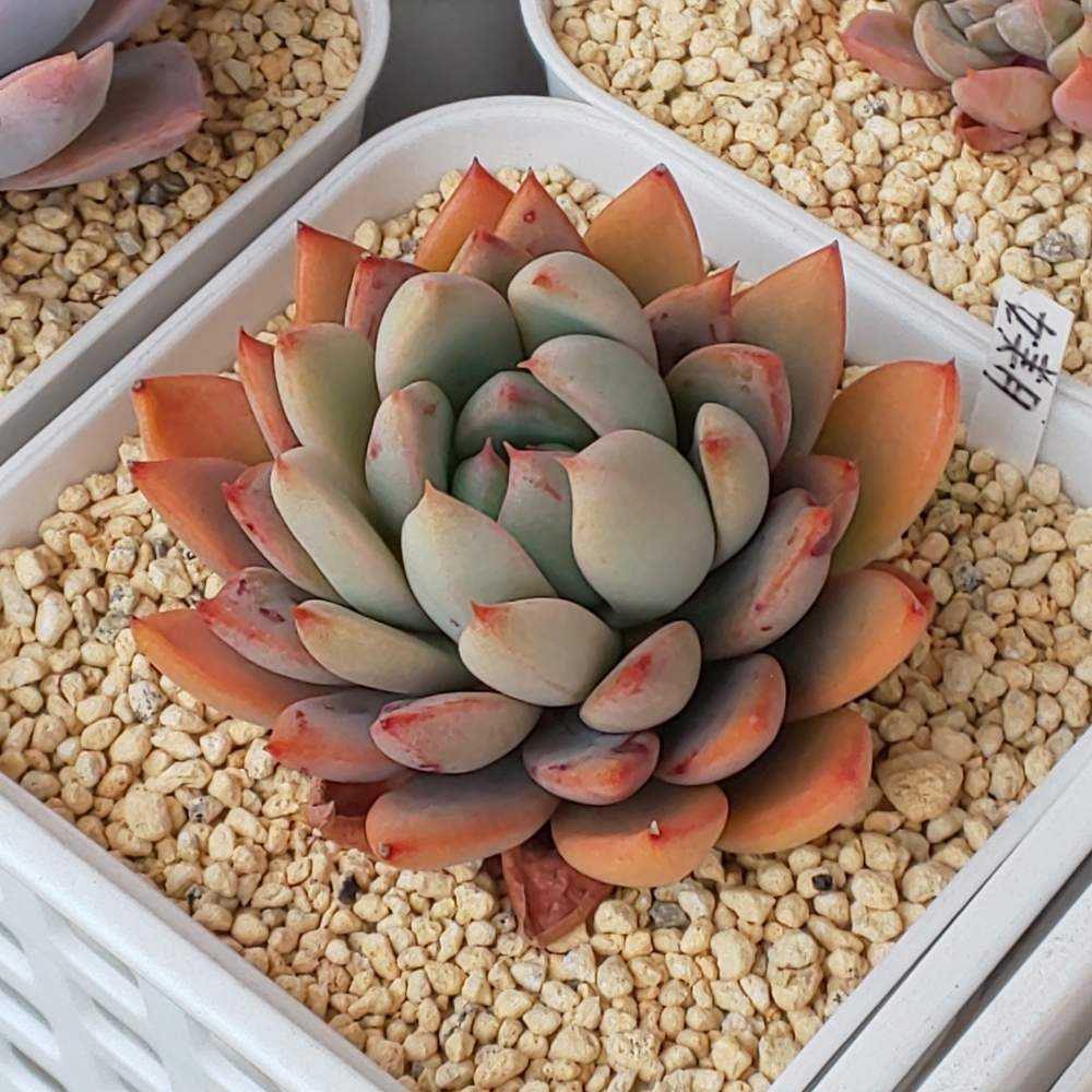 ❀372 女美月の生長記録 2022.05.19更新｜🍀GreenSnap（グリーンスナップ）