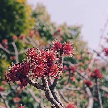 花の木の投稿画像一覧 Greensnap グリーンスナップ