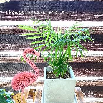 涼しげの画像 by 志桜-shio-さん | 窓辺とテーブルヤシと涼しげと観葉植物ともう春だった♡と観察日記と新芽フェチと植え替えとのんびりとシンプルと雑貨とリビング窓辺とダイソー産
