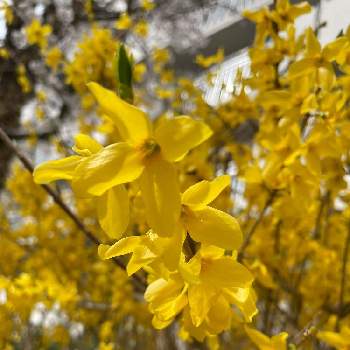 レンギョウ属の投稿画像一覧 Greensnap グリーンスナップ