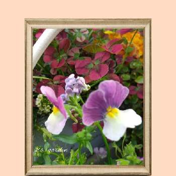 3月の庭の画像 by kikorinさん | 小さな庭とウクライナに平和をと#PW育てたと春が来た♡とNO WARと咲いてくれてありがとう❤と寄せ植えと＃ガーデリンクとお気に入り♡と#冬越しチャレンジと#PWアンバサダーとおうち園芸とバラと夢CLUBと3月の庭と美しい✨✨と#PWネメシア アロマンス ライチグレープと私の癒し系達♡と花のある暮らしと#PW