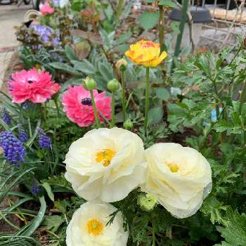 ラナンキュラス・ラッスクシリーズの画像 by かおひんさん | 小さな庭とラナンキュラス・ラッスクシリーズとアネモネ クラシカルピンクとラナンキュラスとムスカリと寄せ植えと球根と花壇と花のある暮らし