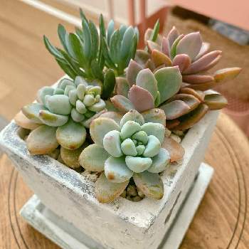 レズリーの投稿画像一覧 Greensnap グリーンスナップ レズリーの投稿画像一覧 Greensnap グリーンスナップ