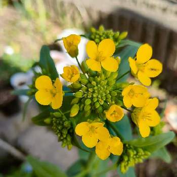 小松菜の花の投稿画像一覧 Greensnap グリーンスナップ