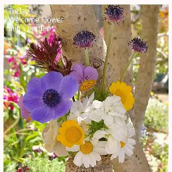クリサンセマム・ムルチコーレの画像 by miuさん | 小さな庭と育てる楽しみとノースポール。と青い花とクリサンセマム・ムルチコーレと アジュガと花のある暮らしと ストックと白い花とかわいいな♡と紫の花と アネモネ