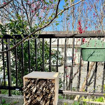 ダンチクの投稿画像一覧 Greensnap グリーンスナップ