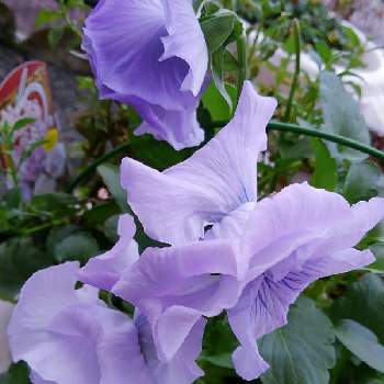 絵になるスミレ・パルムの画像 by かすみそうさん | 小さな庭と絵になるスミレ・パルムと花のあるくらしとチーム・ブルーNo.120と(祝)チーム・ブルー2周年と青い花とその葉を写そう！2022とおうち園芸と花に魅せられてと可愛い〜♡と青い冬の花2022と㊗️トリトンさん6000picとリフレッシュ♡と㊗️くまるさん700picと青い花マニアとチーム・ブルーといやし♪と紫のお花とオジさん顔ビオラ・パンジー