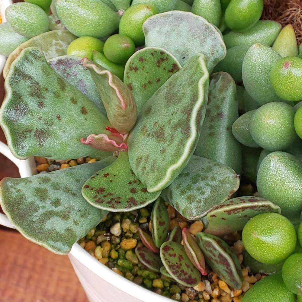 417 天錦章の生長記録 2022.06.09更新｜🍀GreenSnap（グリーンスナップ）