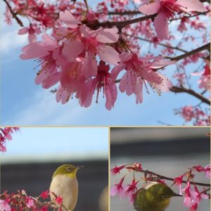 オカメザクラ,野鳥,ピンクのお花,可愛い花,平和を願うの画像