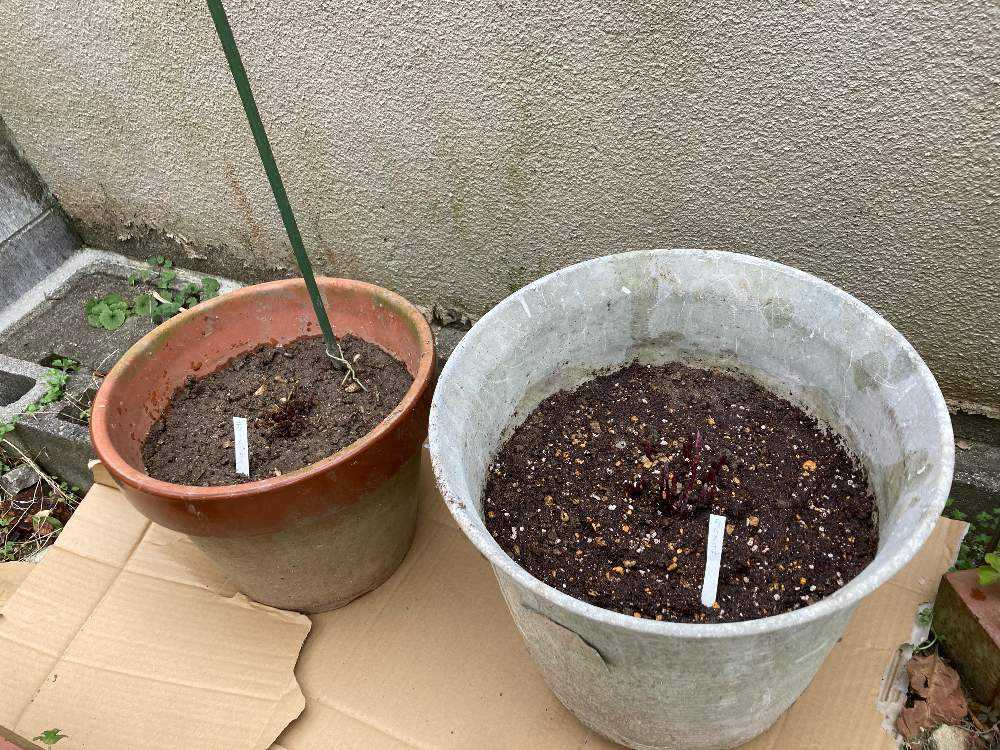 ホップ クリスタル 2年目 Greensnap グリーンスナップ