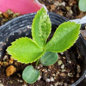 鉢上げの投稿画像一覧 Greensnap グリーンスナップ