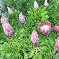 プロテアの育て方 植え付けや水やりの方法は 種からも育つの Greensnap グリーンスナップ プロテアの育て方 植え付けや水やりの方法は 種からも育つの Greensnap グリーンスナップ