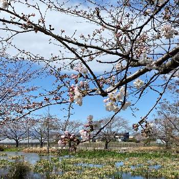 愛西市親水公園の画像 by corotさん | お出かけ先と 桜の花と散歩道の花と愛西市親水公園