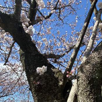 愛西市親水公園の画像 by corotさん | お出かけ先と 桜の花と散歩道の花と愛西市親水公園