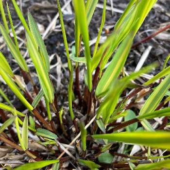 フウチソウの投稿画像一覧 Greensnap グリーンスナップ