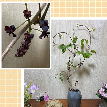 チョコレート色の画像 by nanairoFさん | 玄関とチョコレート色と春が来たとお花に癒されてと三つ葉アケビ♡と花のある暮らしと初めての花♡とアケビ科と蔓性植物