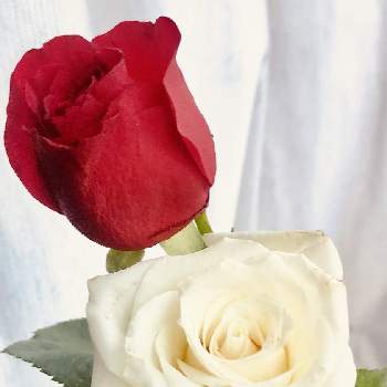 記念日の画像 by 花土葉さん | 窓辺と今日も笑顔で♡と記念日とばら バラ 薔薇と赤い花と白い花
