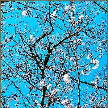 地震お見舞い申し上げますの画像 by ✴︎Ｃｈｉｅ✴︎さん | さくら サクラ 桜と一期一会.*✿と我が家の花達と四季の彩りと美しい樹木と春の訪れと白からピンクへと植物を愛でると自生と桜開花とバラ科サクラ属と空を見上げてと桜フォトコン2022と山野草と薬用植物と地震お見舞い申し上げますと世界平和と全てに祈りを♪