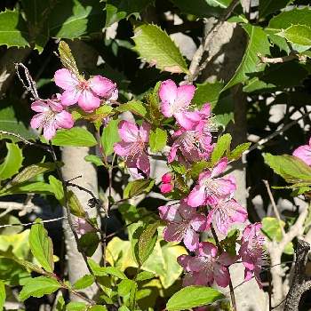 庭梅の花の投稿画像一覧 Greensnap グリーンスナップ 庭梅の花の投稿画像一覧 Greensnap グリーンスナップ