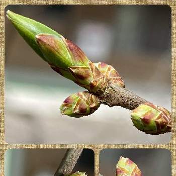 コクサギの画像 by もちっこさん | コクサギともちっこの冬芽と葉痕