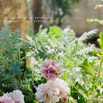 シルバーレース♡の画像 by akarinさん | 小さな庭とシルバーレース♡と葉牡丹セッションとフリル咲きパンジーシェルブリエ