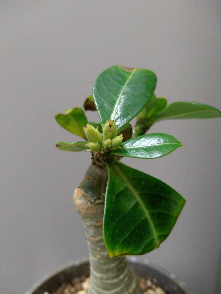 限定版 アデニウム オベスム 植物 観葉植物