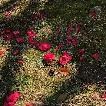 乙女椿の花の画像 by HIMIKOさん | お出かけ先と乙女椿の花と#椿