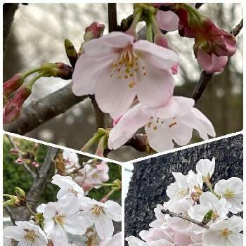 春色～の画像 by あやりんさん | お出かけ先と桜 さくらと春ですね♡と綺麗♡と春色～とカワイイ桜と可愛い♡