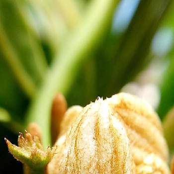 天狗のうちわの投稿画像一覧 Greensnap グリーンスナップ