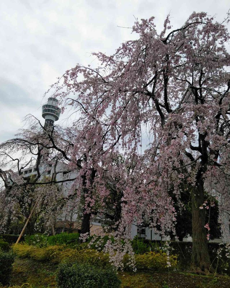 bouquetさんの山下公園への投稿