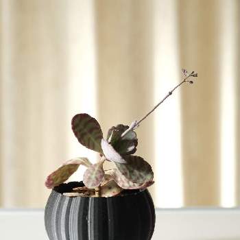 渋いの画像 by kurageさん | 窓辺とフミリスと多肉植物とハンドメイド 鉢と渋いと葉に模様