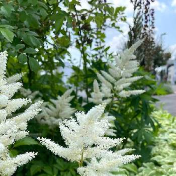 アスチルベ 白い花の画像 by tomoさん | アスチルベと過去picと花さんぽ通りとアスチルベ 白い花とお写んぽともふもふふさふさとお花のある暮らしと今日のお花と北海道から