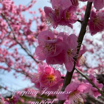 枝垂れ梅の画像 by jurarararara〜☆さん | 枝垂れ梅とウクライナに平和をとありがとう❤️とピンク❤︎ピンクとこんな時こそ花をとコロナに負けるな！と世界に平和をと元気もらえるとGSに感謝。とラブ❤と可愛い〜♡と小さな幸せ♡とピンクワールドへ ようこそと元気に育ててますよと花が好きとやっぱり花が好き♡