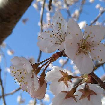 西洋実桜
