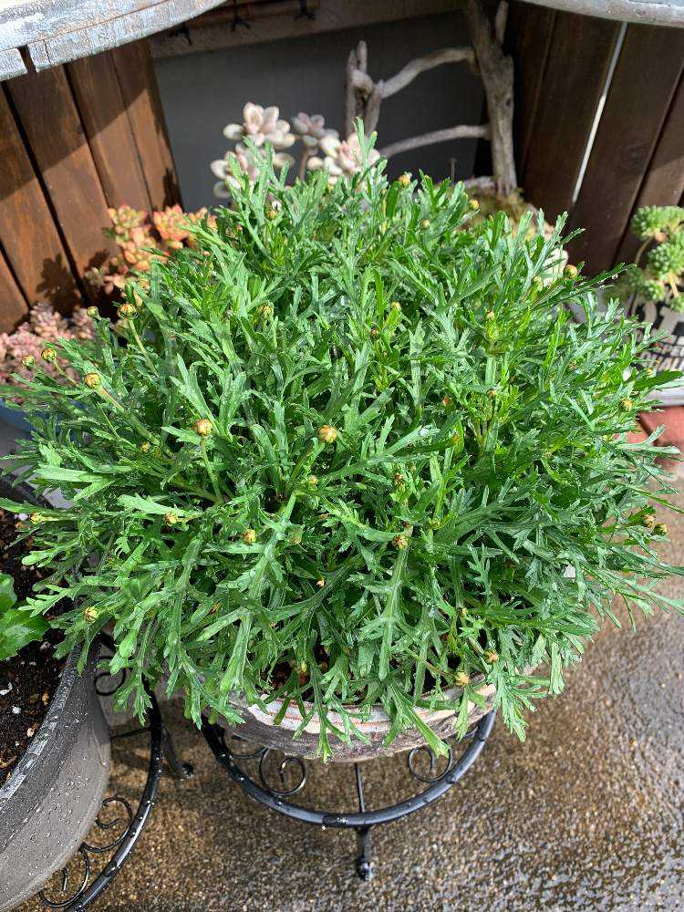 サントリー ボンザマーガレットイチゴショート Greensnap グリーンスナップ