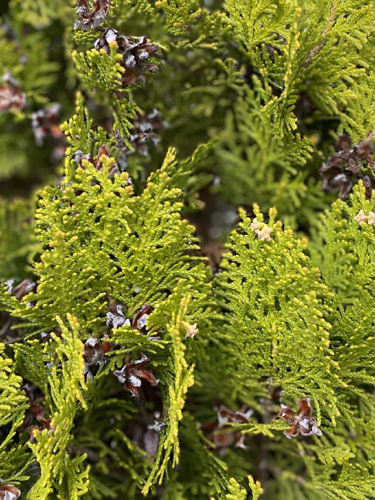 コノテガシワの種子の投稿画像 By ミストリーフさん お散歩中とショッピングモールと針葉樹の花と実とコノテガシワの花 とお出かけ先とお散歩中とショッピングモールと針葉樹の花と実 22月3月28日 Greensnap グリーンスナップ Greensnap グリーンスナップ